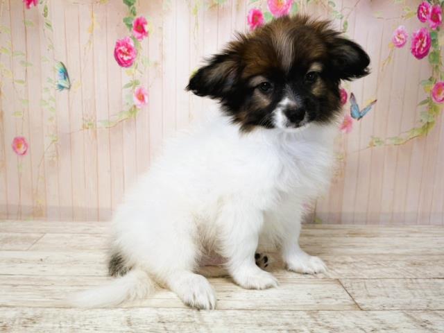東京都のパピヨン (Coo&RIKU府中店/2025年7月16日生まれ/男の子/トライカラー)の子犬の3枚目の画像