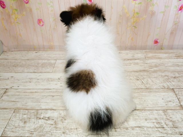東京都のパピヨン (Coo&RIKU府中店/2025年7月16日生まれ/男の子/トライカラー)の子犬の4枚目の画像