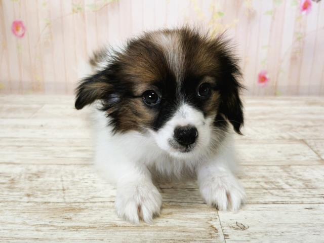 栃木県のパピヨン (Coo&RIKU足利店/2025年7月16日生まれ/男の子/トライカラー)の子犬の1枚目の画像