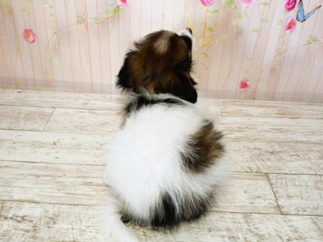 栃木県のパピヨン (Coo&RIKU足利店/2025年7月16日生まれ/男の子/トライカラー)の子犬の4枚目の画像