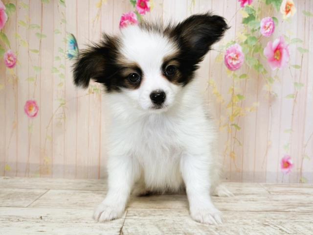 群馬県のパピヨン (Coo&RIKU前橋店/2025年7月16日生まれ/男の子/トライカラー)の子犬