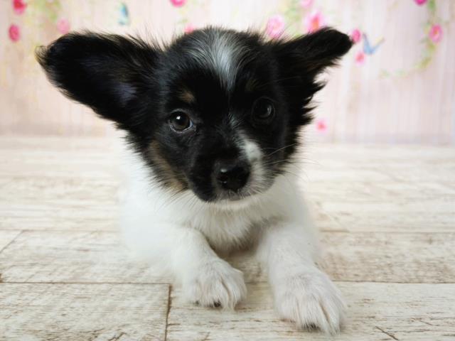 北海道のパピヨン (Coo&RIKU札幌西店/2025年7月16日生まれ/女の子/ホワイトブラック)の子犬の1枚目の画像