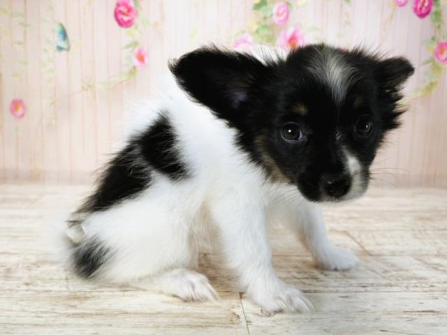 北海道のパピヨン (Coo&RIKU札幌西店/2025年7月16日生まれ/女の子/ホワイトブラック)の子犬の3枚目の画像