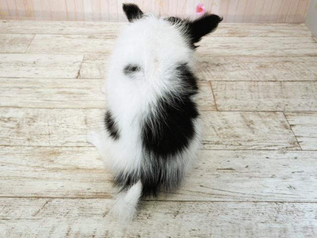 北海道のパピヨン (Coo&RIKU札幌西店/2025年7月16日生まれ/女の子/ホワイトブラック)の子犬の4枚目の画像