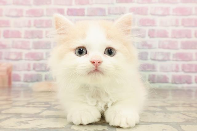 新潟県のミヌエット (Coo&RIKU長岡店/2025年7月16日生まれ/男の子/クリームタビーホワイト)の子猫の1枚目の画像