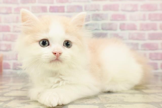新潟県のミヌエット (Coo&RIKU長岡店/2025年7月16日生まれ/男の子/クリームタビーホワイト)の子猫の2枚目の画像