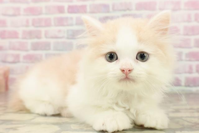 新潟県のミヌエット (Coo&RIKU長岡店/2025年7月16日生まれ/男の子/クリームタビーホワイト)の子猫の3枚目の画像