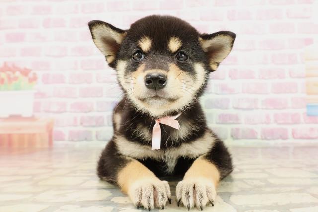 柴犬