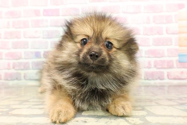 栃木県のポメラニアン (Coo&RIKU宇都宮店/2025年7月20日生まれ/女の子/オレンジセーブル)の子犬