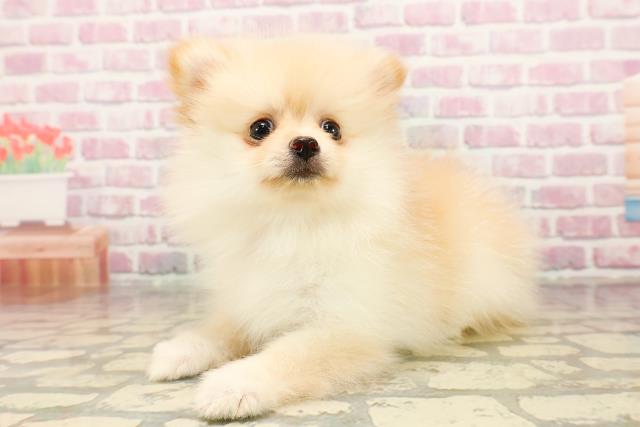 山口県のポメラニアン (Coo&RIKUシーモール下関店/2025年7月20日生まれ/女の子/クリーム)の子犬の2枚目の画像