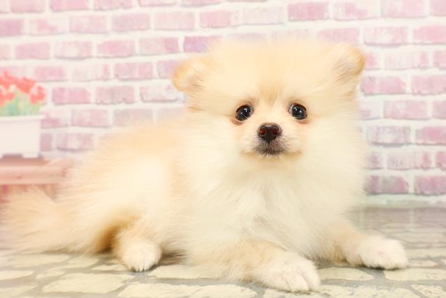 山口県のポメラニアン (Coo&RIKUシーモール下関店/2025年7月20日生まれ/女の子/クリーム)の子犬の3枚目の画像