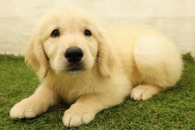 栃木県のゴールデンレトリバー (Coo&RIKU宇都宮店/2025年7月17日生まれ/男の子/ゴールド)の子犬の2枚目の画像