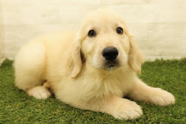 栃木県のゴールデンレトリバー (Coo&RIKU宇都宮店/2025年7月17日生まれ/男の子/ゴールド)の子犬の3枚目の画像