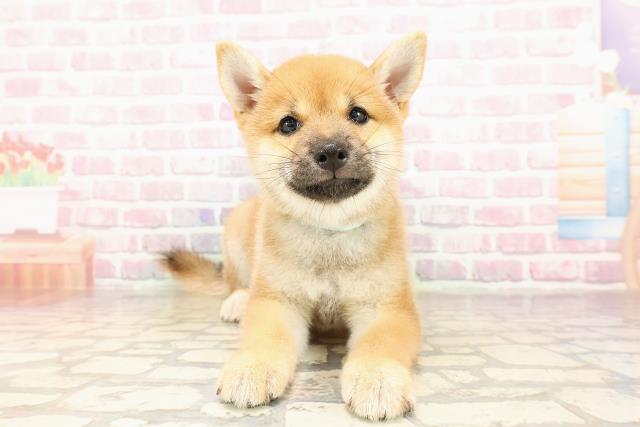 埼玉県の豆柴 (Coo&RIKUアニマルケアセンター大宮/2025年7月20日生まれ/男の子/赤)の子犬の1枚目の画像