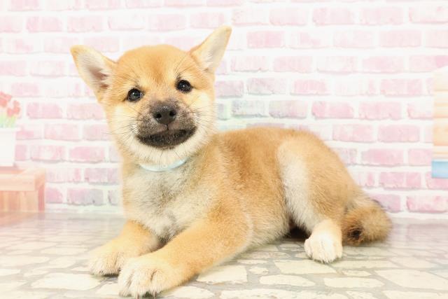 埼玉県の豆柴 (Coo&RIKUアニマルケアセンター大宮/2025年7月20日生まれ/男の子/赤)の子犬の2枚目の画像