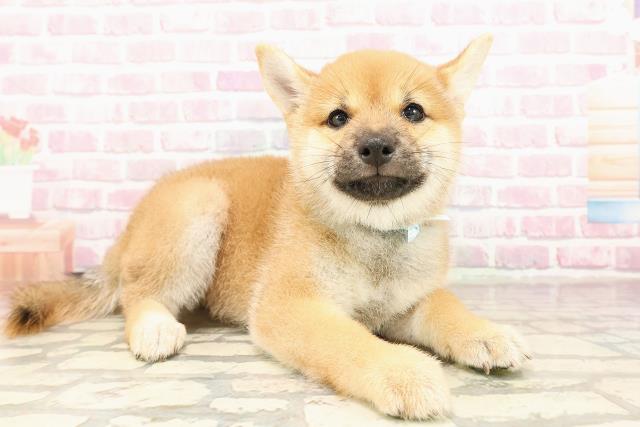 埼玉県の豆柴 (Coo&RIKUアニマルケアセンター大宮/2025年7月20日生まれ/男の子/赤)の子犬の3枚目の画像