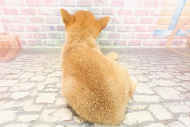 埼玉県の豆柴 (Coo&RIKUアニマルケアセンター大宮/2025年7月20日生まれ/男の子/赤)の子犬の4枚目の画像