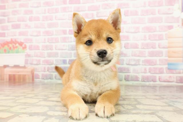 東京都の豆柴 (Coo&RIKU立川店/2025年7月20日生まれ/女の子/赤)の子犬