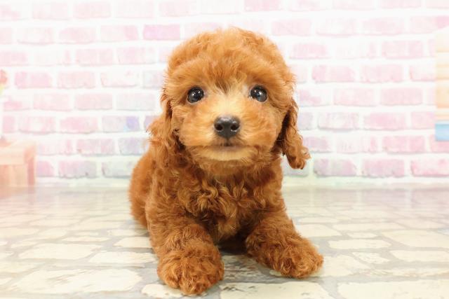 沖縄県のトイプードル(トイ) (Coo&RIKU沖縄浦添店/2025年7月19日生まれ/男の子/レッド)の子犬