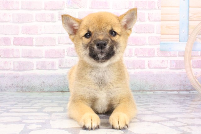 兵庫県の豆柴 (Coo&RIKU明石店/2025年7月14日生まれ/男の子/赤)の子犬の1枚目の画像