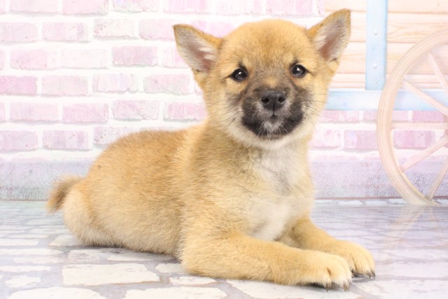 兵庫県の豆柴 (Coo&RIKU明石店/2025年7月14日生まれ/男の子/赤)の子犬の2枚目の画像