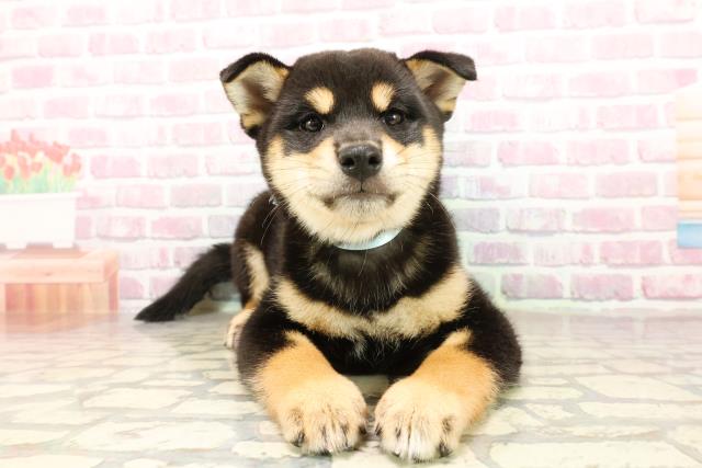 柴犬