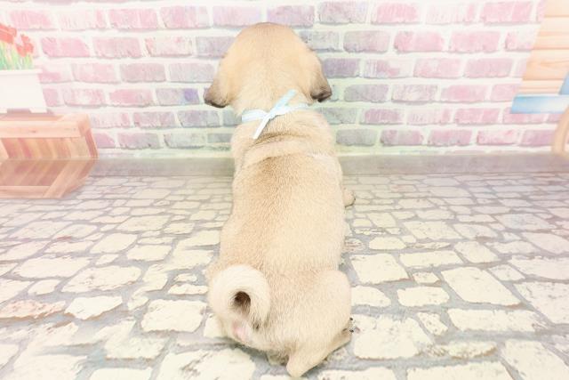 埼玉県のパグ (Coo&RIKUアニマルケアセンター大宮/2025年7月21日生まれ/男の子/フォーン)の子犬の4枚目の画像