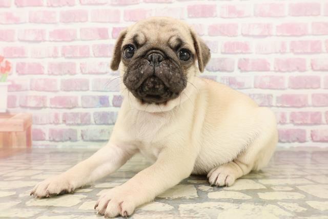 埼玉県のパグ (Coo&RIKUアニマルケアセンター大宮/2025年7月21日生まれ/男の子/フォーン)の子犬の2枚目の画像