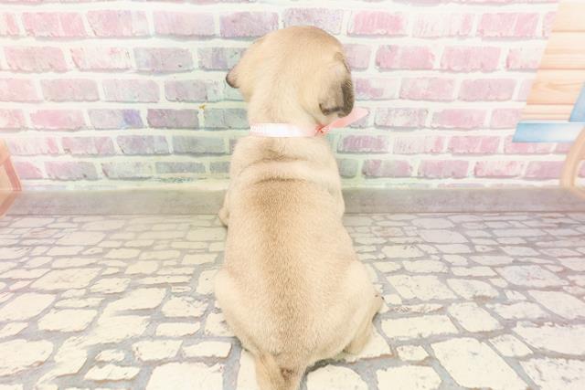 埼玉県のパグ (Coo&RIKUアニマルケアセンター大宮/2025年7月21日生まれ/女の子/フォーン)の子犬の4枚目の画像