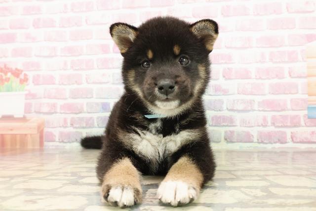 柴犬