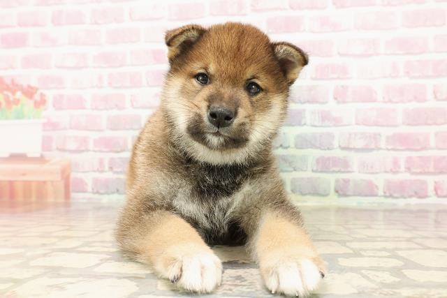 柴犬