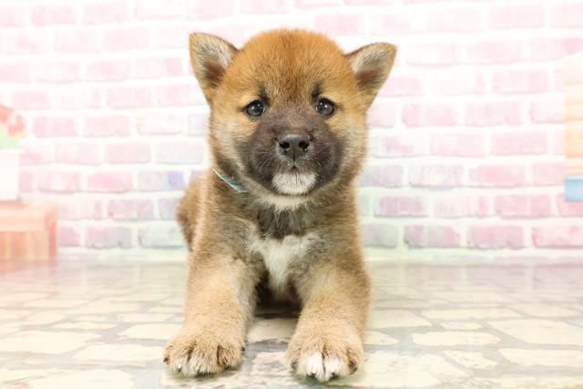 柴犬