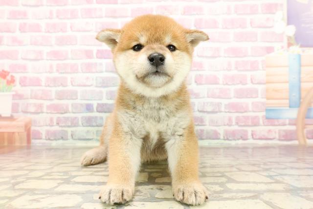 柴犬