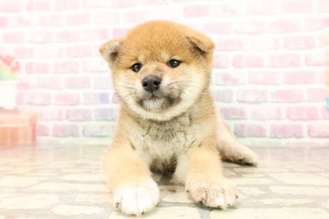 柴犬
