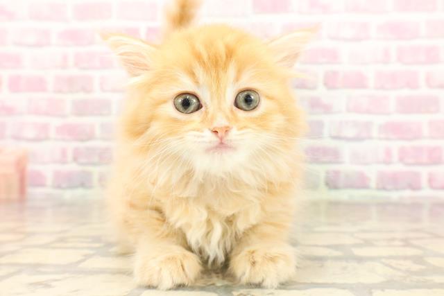埼玉県のマンチカン (Coo&RIKUアニマルケアセンター大宮/2025年7月18日生まれ/女の子/レッドタビー)の子猫の1枚目の画像