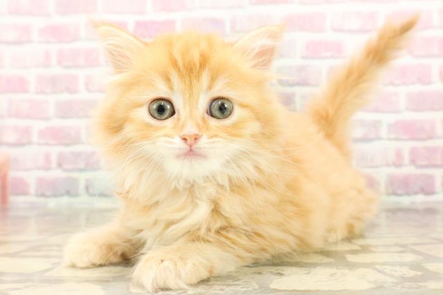 埼玉県のマンチカン (Coo&RIKUアニマルケアセンター大宮/2025年7月18日生まれ/女の子/レッドタビー)の子猫の2枚目の画像