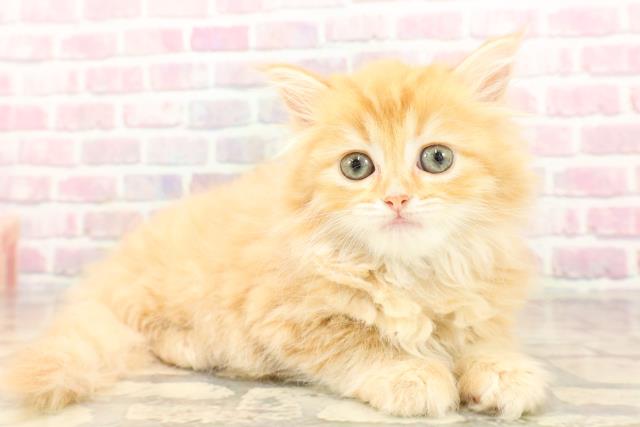 埼玉県のマンチカン (Coo&RIKUアニマルケアセンター大宮/2025年7月18日生まれ/女の子/レッドタビー)の子猫の3枚目の画像