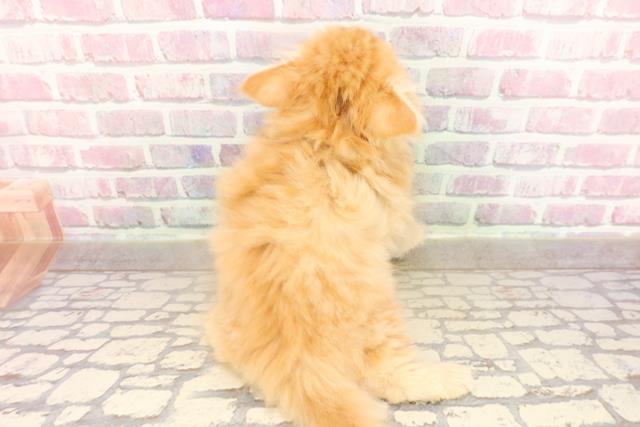 埼玉県のマンチカン (Coo&RIKUアニマルケアセンター大宮/2025年7月18日生まれ/女の子/レッドタビー)の子猫の4枚目の画像