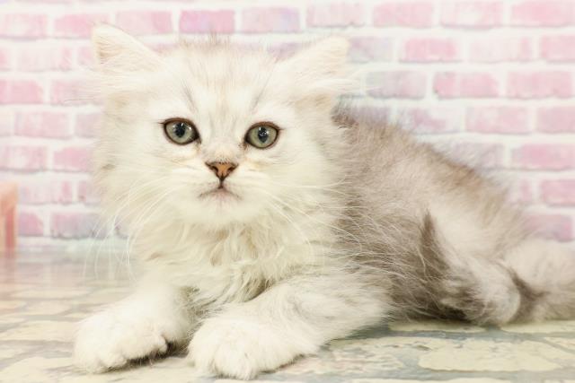 群馬県のミヌエット (Coo&RIKU高崎店/2025年7月17日生まれ/女の子/シルバータビー)の子猫の2枚目の画像