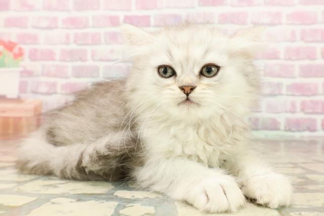 群馬県のミヌエット (Coo&RIKU高崎店/2025年7月17日生まれ/女の子/シルバータビー)の子猫の3枚目の画像