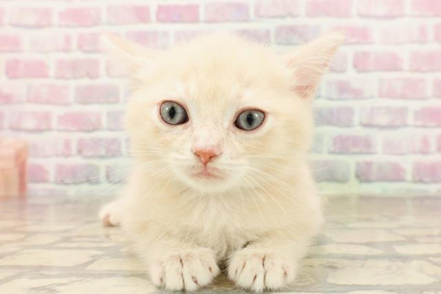 群馬県のマンチカン (Coo&RIKU高崎店/2025年7月15日生まれ/男の子/クリームタビー)の子猫の1枚目の画像