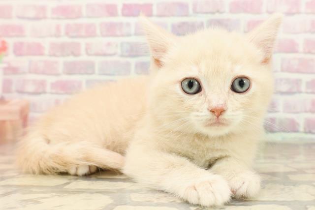 群馬県のマンチカン (Coo&RIKU高崎店/2025年7月15日生まれ/男の子/クリームタビー)の子猫の3枚目の画像