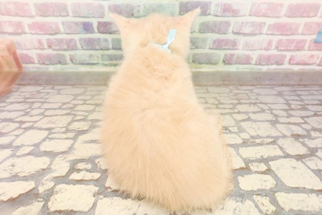 群馬県のマンチカン (Coo&RIKU高崎店/2025年7月15日生まれ/男の子/クリームタビー)の子猫の4枚目の画像