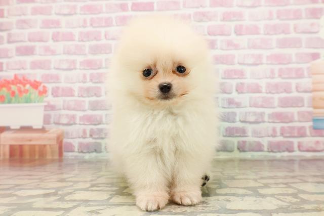 新潟県のポメラニアン (Coo&RIKU新潟東店/2025年7月20日生まれ/男の子/クリーム)の子犬の1枚目の画像