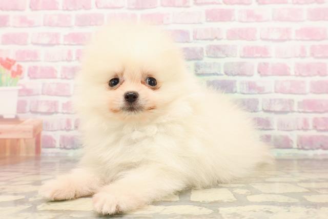 新潟県のポメラニアン (Coo&RIKU新潟東店/2025年7月20日生まれ/男の子/クリーム)の子犬の2枚目の画像