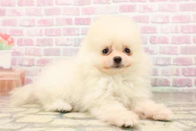新潟県のポメラニアン (Coo&RIKU新潟東店/2025年7月20日生まれ/男の子/クリーム)の子犬の3枚目の画像