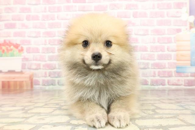 茨城県のポメラニアン (Coo&RIKU石岡店/2025年7月17日生まれ/男の子/ウルフセーブル)の子犬の1枚目の画像