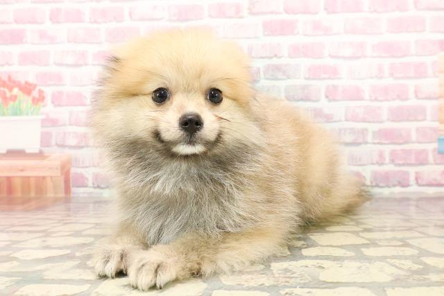 茨城県のポメラニアン (Coo&RIKU石岡店/2025年7月17日生まれ/男の子/ウルフセーブル)の子犬の2枚目の画像