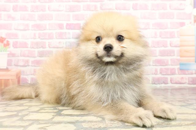 茨城県のポメラニアン (Coo&RIKU石岡店/2025年7月17日生まれ/男の子/ウルフセーブル)の子犬の3枚目の画像