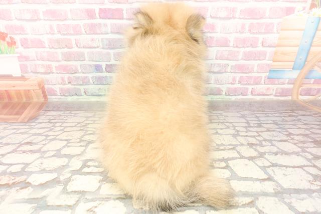 茨城県のポメラニアン (Coo&RIKU石岡店/2025年7月17日生まれ/男の子/ウルフセーブル)の子犬の4枚目の画像
